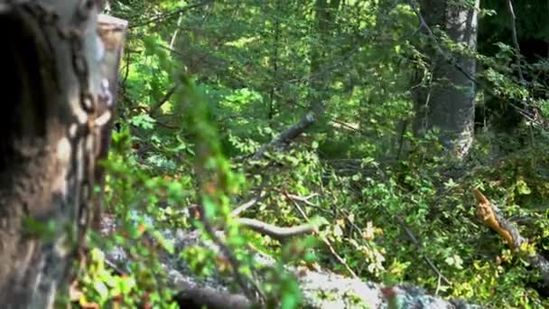 Wciągarka Linowa Pull Cięcia Drzew — Wideo stockowe