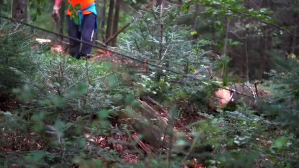 Wciągarka Linowa Pull Cięcia Drzew — Wideo stockowe
