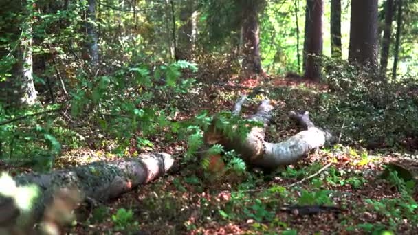 Pull Cable Winch Cut Trees — Stock Video