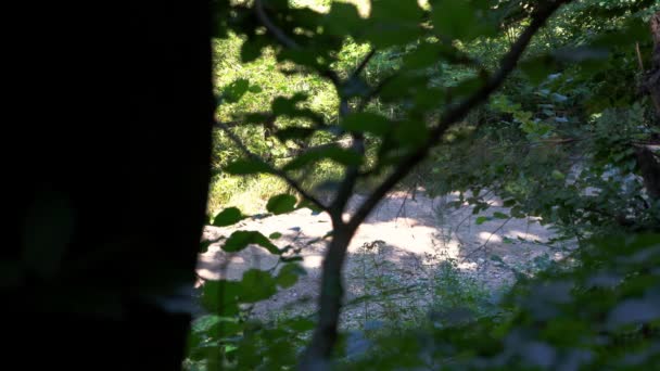 森の小道を通るトラクター — ストック動画