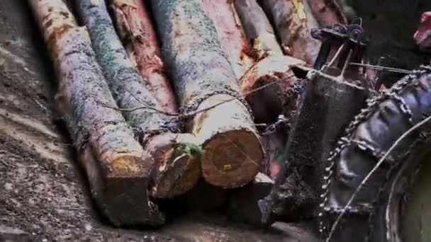 Тракторні Прогулянки Впали Лісовою Стежкою — стокове відео