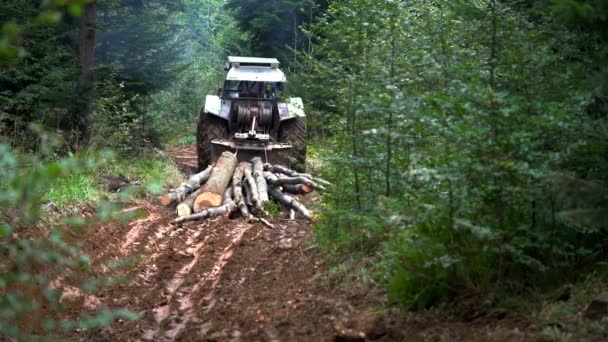 Tractor Rides Felled Tree Forest Path — Stock Video