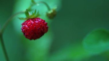 Doğal ortamda olgun yabani çilek toplama