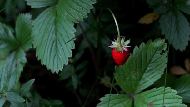 自然环境中的野生草莓 — 图库视频影像