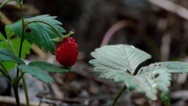 Wild Strawberry Natural Environment — Stock Video