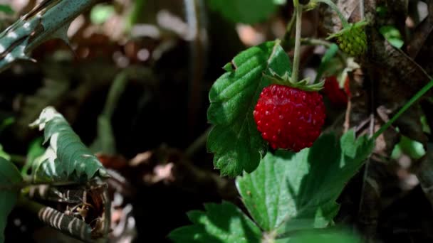 Morango Selvagem Ambiente Natural — Vídeo de Stock