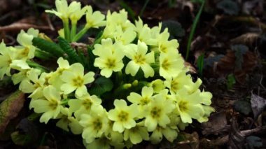 Primrose-Primula vulgaris doğal ortamda