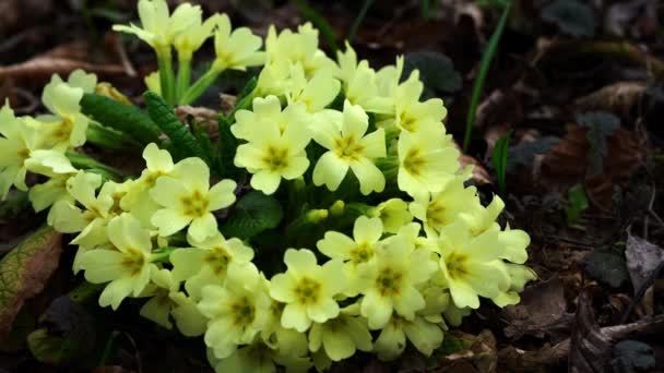 Primrose Primula Vulgaris Środowisku Naturalnym — Wideo stockowe