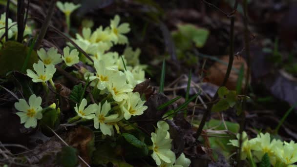 Primrose Primula Vulgaris Natuurlijke Omgeving — Stockvideo