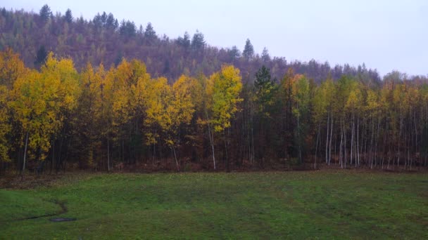 Paisaje Otoñal Bosque — Vídeos de Stock