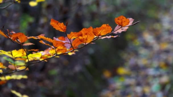 Man Raakt Met Hand Van Beuken Herfstbladeren Een Tak — Stockvideo