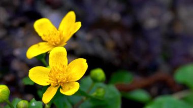 Kingcup veya Marsh kadife çiçeği-Caltha palustris