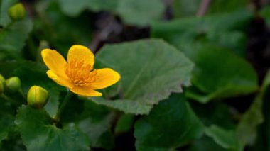 Kingcup veya Marsh kadife çiçeği-Caltha palustris