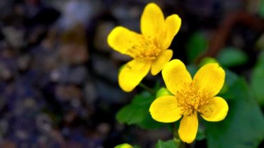 Kingcup veya Marsh kadife çiçeği-Caltha palustris