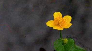 Kingcup veya Marsh kadife çiçeği-Caltha palustris