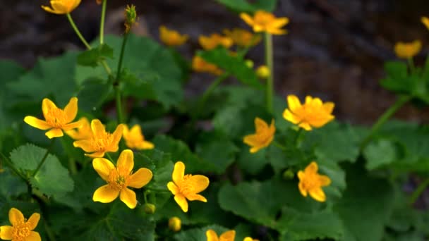 Kingcup Marsh Marigold Caltha Palustris — стоковое видео