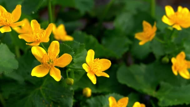 Kingcup Marsh Goudsbloem Caltha Palustris — Stockvideo