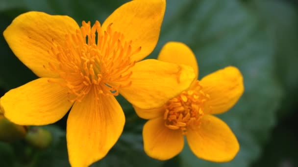 Königskerze Oder Sumpfmarigold Caltha Palustris — Stockvideo