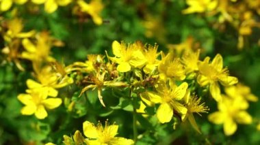 Armut Ağacı üzerinde aşılama yer adam dokunur