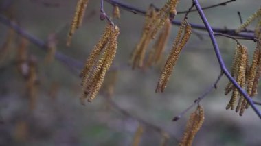 Hazel tomurcukları rüzgarda savruluyor (Corylus avellana)