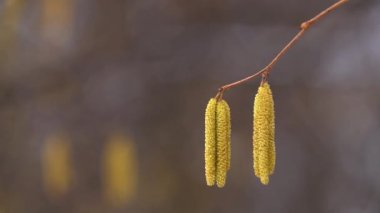 Hazel tomurcukları rüzgarda savruluyor (Corylus avellana)