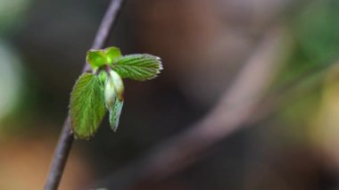 (Corylus avellana)