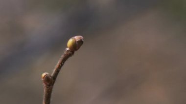 Hazel ilkbaharda tomurcuklanır (Corylus avellana)