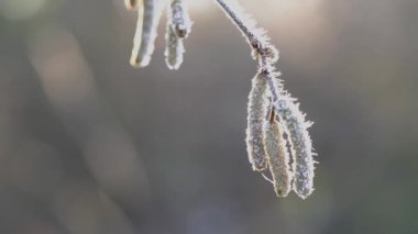 Hazel dalında Hoar Frost (Corylus avellana)