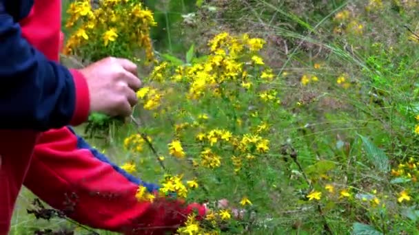 Man Touches Place Grafting Pear Tree — Stock Video