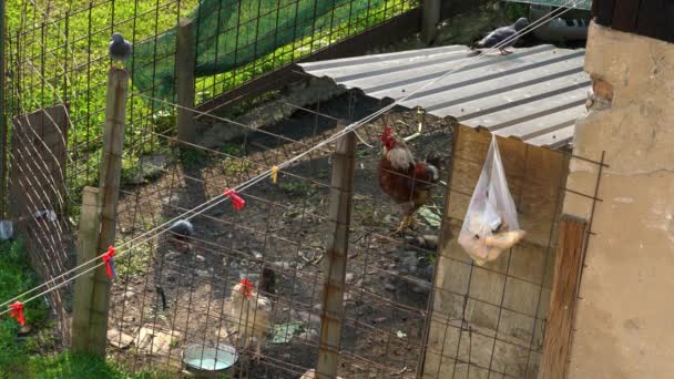 Κοτόπουλα Τρώνε Φαγητό Στο Κοτέτσι — Αρχείο Βίντεο