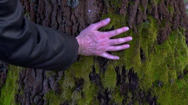 梨の木に接木の場所に触れる男 — ストック動画