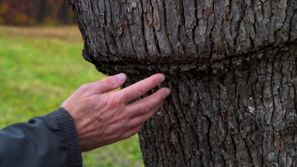 Man Berör Platsen För Ympning Päronträd — Stockvideo