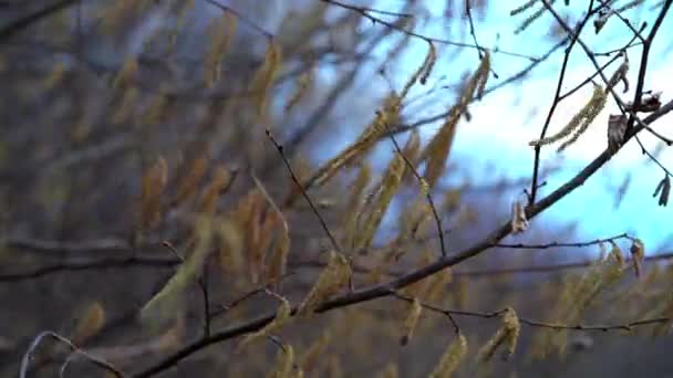 Хейзел Бруньки Погойдуються Вітрі — стокове відео