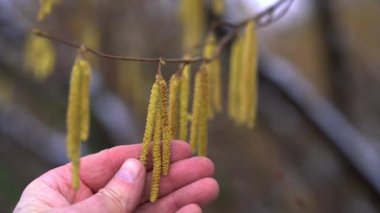 Adam meltemde Hazel tomurcuklarına dokunur (Corylus avellana)