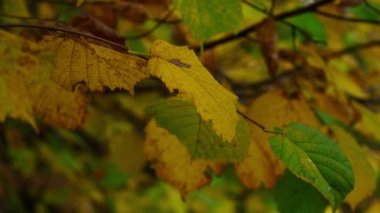 (Corylus avellana) Bir dalda sonbahar yaprakları ()