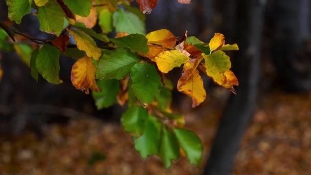 Člověk Dotýká Rukou Podzimní Listí Buku Větvi — Stock video