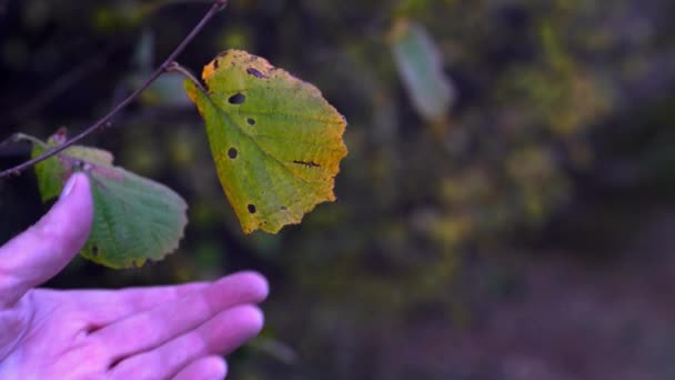 人用淡褐色的秋叶手碰树枝 — 图库视频影像