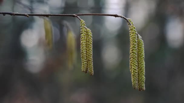 Uomo Tocca Cime Nocciola Nella Brezza — Video Stock