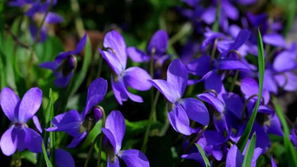 Violeta Selvagem Viola Papilionacea Ambiente Natural — Vídeo de Stock