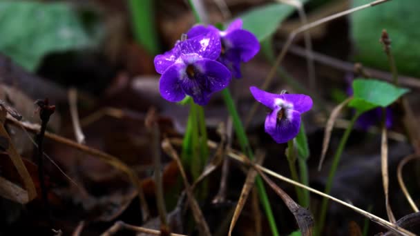 Wild Violet Viola Papilionacea Naturlig Miljö — Stockvideo