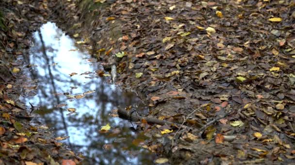 Hombre Entra Espejo Del Charco — Vídeos de Stock