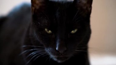 Evde uyuyan kedi