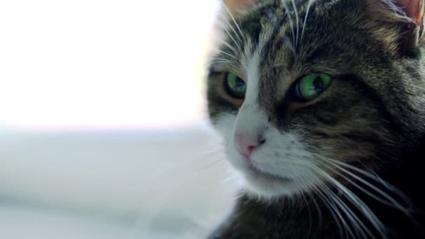Kot Drzemiący Domu — Wideo stockowe