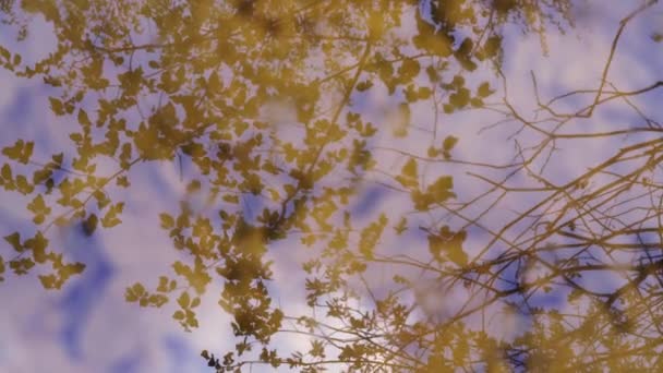 Himmel Spiegel Auf Pfütze — Stockvideo