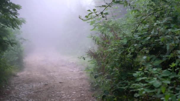 Niebla Avanza Lentamente — Vídeo de stock