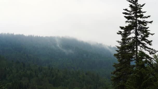 雾中的景观森林 — 图库视频影像