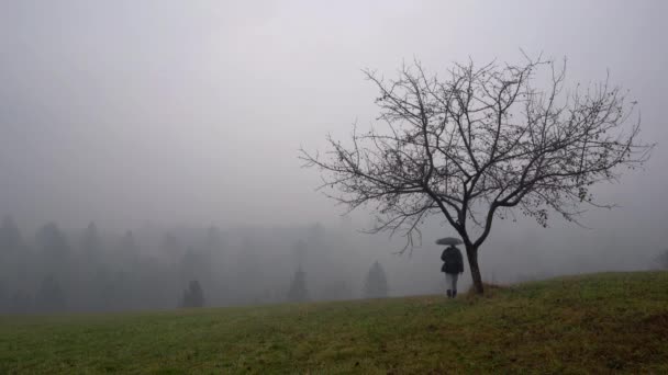 男が木に触れるし 傘で密な霧の中に行く — ストック動画