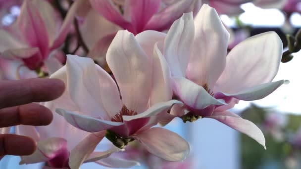Man Touches Magnolia Blossom — Stock Video