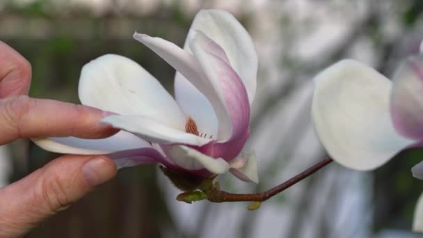 Man Touches Magnolia Blossom — Stock Video