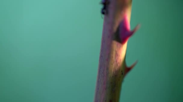黑莓树上的蚂蚁 — 图库视频影像